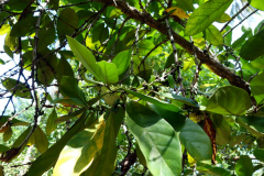 Kaffe, Dole spice farm, Unguja.