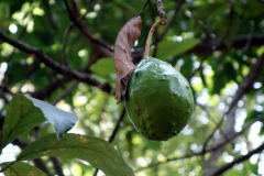 Guava, Dole spice farm, Unguja.
