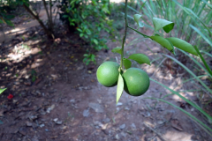 Limefrukt, Dole spice farm, Unguja.