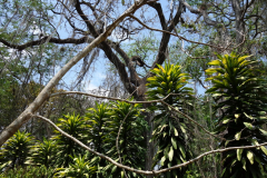 Parque Natural El Gallineral, San Gil.