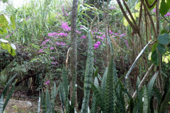 Parque Natural El Gallineral, San Gil.