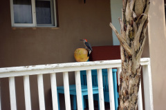 Denna fina fågel fick jag se på ett räcke inne på Sapphire Beach Resort, Ambergris Caye.