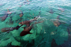 Andra stoppet på snorkelturen, Shark Ray Alley, Hol Chan Marine Reserve.