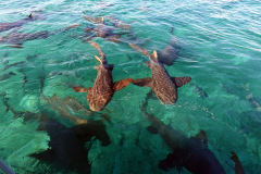 Andra stoppet på snorkelturen, Shark Ray Alley, Hol Chan Marine Reserve.