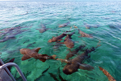 Andra stoppet på snorkelturen, Shark Ray Alley, Hol Chan Marine Reserve.