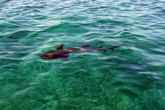 Andra stoppet på snorkelturen, Shark Ray Alley, Hol Chan Marine Reserve.