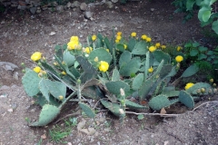 Botaniska trädgården, Tbilisi.