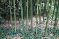 Bambuskog i botaniska trädgården, Tbilisi.