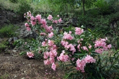 Botaniska trädgården, Tbilisi.