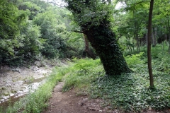 Botaniska trädgården, Tbilisi.