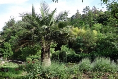 Botaniska trädgården, Tbilisi.