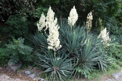 Botaniska trädgården, Tbilisi.