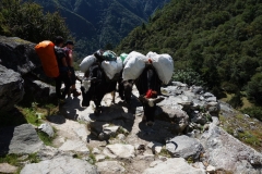 Trekkers och jakar möts längs EBC-trekken mellan Namche Bazaar och Tengboche.