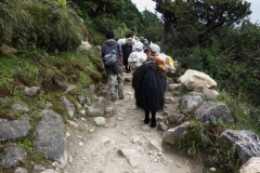 Jak-tåg längs EBC-trekken mellan Namche Bazaar och Tengboche