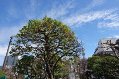 Mandarinträd vid Sensoji Temple, Tokyo.