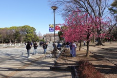 Ett blommande träd i Ueno Park, Tokyo.