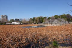Del av Shinobazu-dammen, Ueno Zoo, Ueno Park, Tokyo.