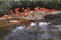Amerikansk flamingo, Ueno Zoo, Ueno Park, Tokyo.