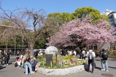 Körsbärsträd i blom vid en av ingångarna till Ueno Park, Tokyo.