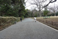 Promenaden i Yoyogi Park, Tokyo.