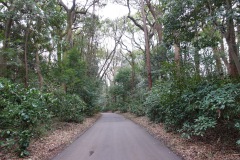 Promenaden i Yoyogi Park, Tokyo.