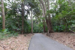 Promenaden i Yoyogi Park, Tokyo.