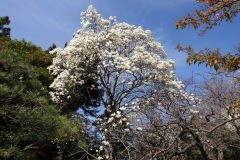 017-Tokyo-7-Mars-26_Pt1