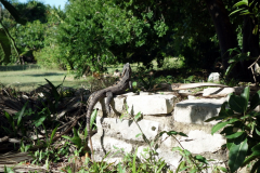 Leguan inne på Zona Arqueológica de Tulum.