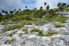 Landskapet bakom Playa Santa Fe, Tulum.