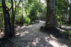 En av stigarna i ruinstaden, Zona arqueológica de Cobá.