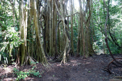 Växtligheten i djungeln inne på Zona arqueológica de Cobá.