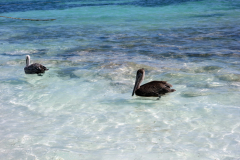 Playa Akumal, Akumal.