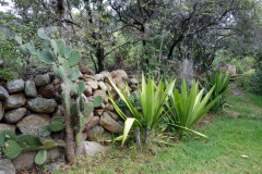 Trädgården på Hostal Renacer, Villa de Leyva.