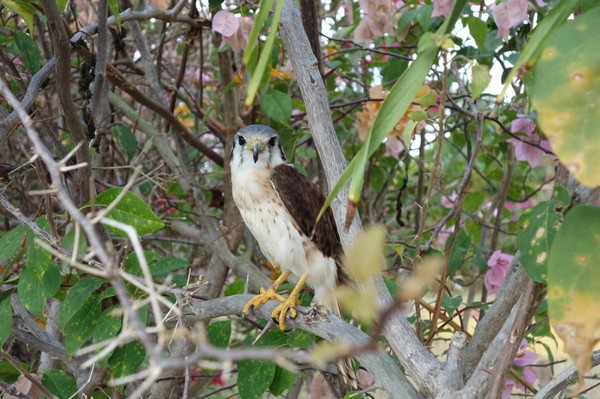 Fågel i trädgården på egendomen Manaca Iznaga, Valle de los Ingenios utanför Trinidad.