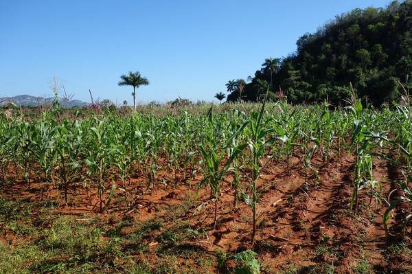 Trekking i underbara Valle de Viñales.