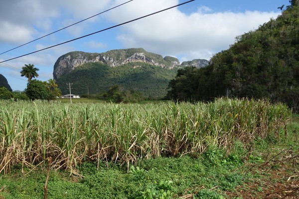 Efter en dryg timmes promenad börjar rätt så höga mogotes (kalkstensberg) omge mig, Valle de Viñales.