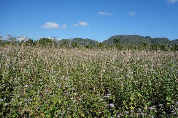 Trekking i underbara Valle de Viñales.