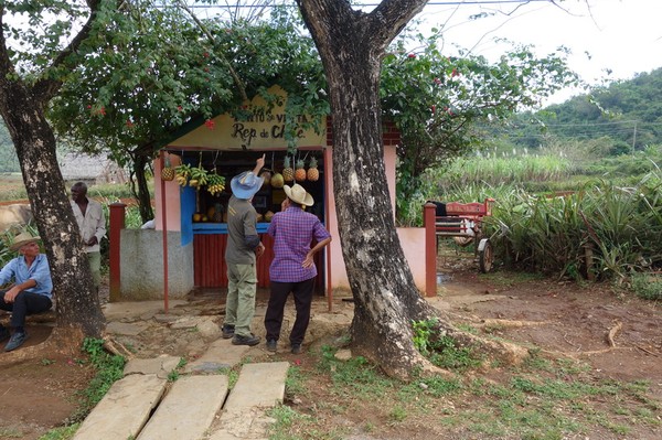 Liten fruktaffär med frukt av högsta klass längs vägen, Valle de Viñales.