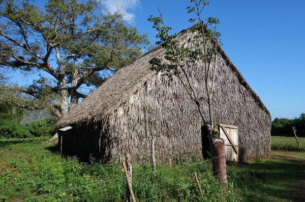 En lada för torkning av tobak uppenbarar sig, Valle de Viñales.