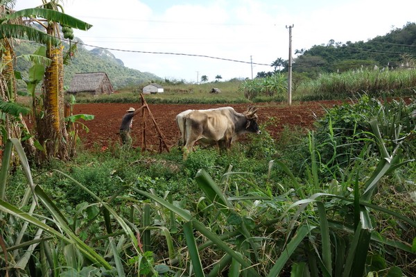 Jorden plöjs på samma sätt som den alltid plöjts, Valle de Viñales.