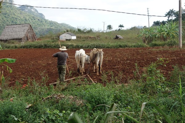 Jorden plöjs på samma sätt som den alltid plöjts, Valle de Viñales.