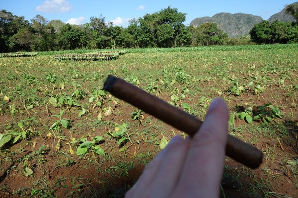 Stefan blickar ut över tobaksfältet med färsk cigarr i handen, Valle de Viñales.