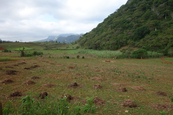 Någon typ av gröda som nyligen skördats, Valle de Viñales.