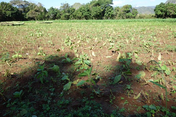 Tobaksfält i Valle de Viñales.