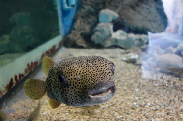 Acuario Nacional, Miramar, Havanna.