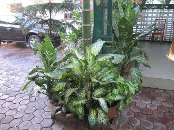 Krukväxter på Rocella hotel, mitt boende andra gången i Dili, Östtimor.