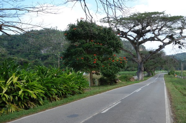 Naturen längs vägen, Valle de San Vicente.