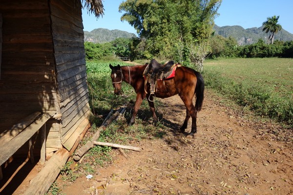 Tobaksbondens sons häst, Valle de Viñales.