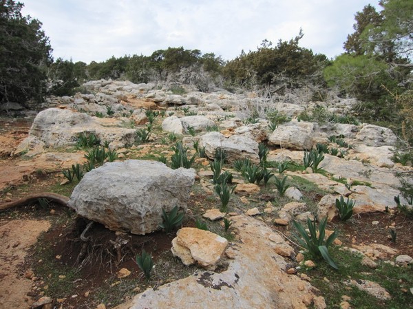 Längs Aphrodite trail, Akamas peninsula.