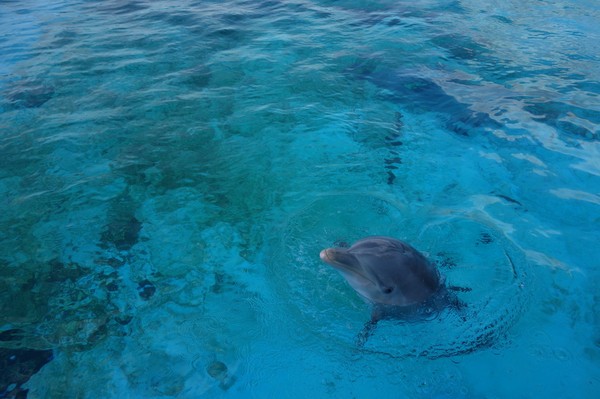 Acuario Nacional, Miramar, Havanna.